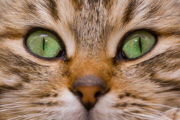 Cat eyes close up. Close-up of a cat's face. Selective focus on eyes.