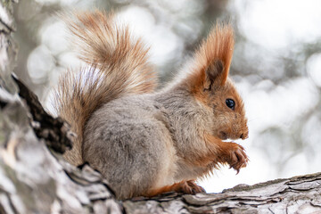 A close-up of a young red squirrel sitting on a branch of a pine tree in early spring with an ice floe on its nose and looking down curiously.