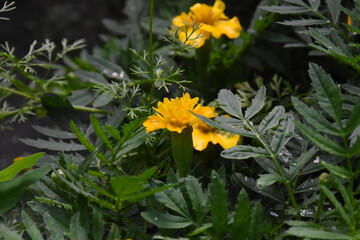 Radiant Marigolds Blooming in the Garden
