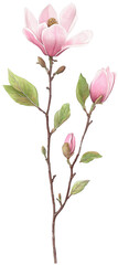 A highly detailed watercolor illustration of an elegant pink magnolia flower