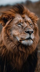 Fototapeta premium Majestic Lion Portrait In African Savanna