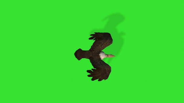 Top view flying eagle bird green screen or chroma key video clip motion bakcground