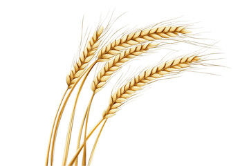 Wheat isolated on a white background, vector illustration