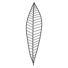 leaf silhouette vector symbol icon design.