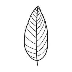hand drawn black outlines of leaves on white background.