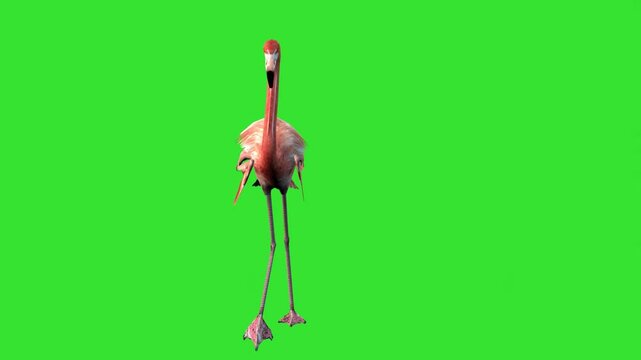 Front walking flamingo bird walking on mud green screen or chroma key video clip 