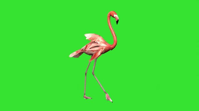 Flamingo bird idle motion green screen or chroma key video 