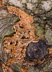 Polypore mushroom, A porous brown tinder fungus on a coniferous tree stump in a garden, Ukraine Odessa