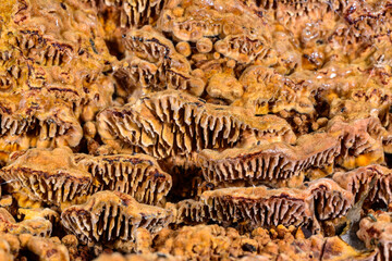 Polypore mushroom, A porous brown tinder fungus on a coniferous tree stump in a garden, Ukraine...