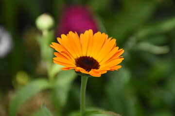 Vibrant Orange Calendula Flower in Full Bloom

