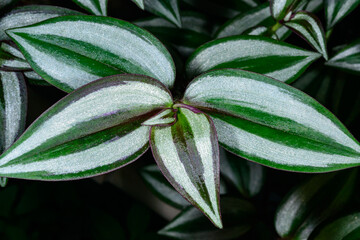 Tradescantia zebrina, Silver striped leaves of a tropical ornamental plant in a botanical collection, Ukraine