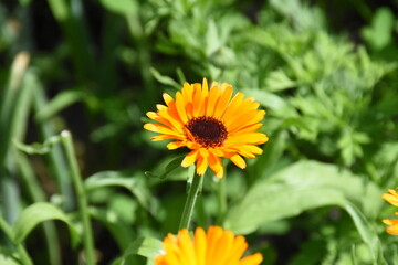 Vibrant Orange Calendula Flower in Full Bloom
