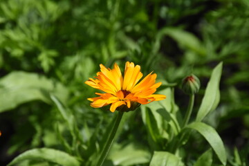 Vibrant Orange Calendula Flower in Full Bloom
