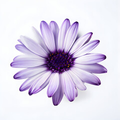 Obraz premium Violet white Osteosperumum flower, african daisy isolated on white background. 