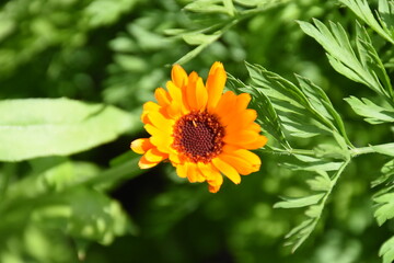 Vibrant Orange Calendula Flower in Full Bloom
