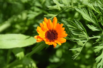 Vibrant Orange Calendula Flower in Full Bloom

