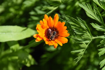 Vibrant Orange Calendula Flower in Full Bloom

