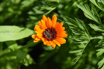 Vibrant Orange Calendula Flower in Full Bloom
