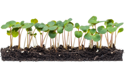 young plant growing from soil isolated on hite background