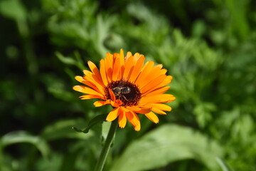Vibrant Orange Calendula Flower in Full Bloom
