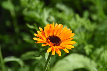 Vibrant Orange Calendula Flower in Full Bloom
