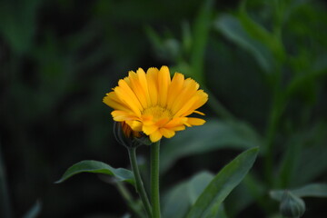 Vibrant Orange Calendula Flower in Full Bloom

