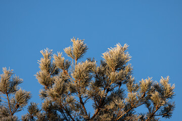 pine branches against blue sky