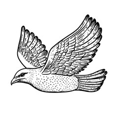 Obraz premium Vector engraved illustration of a flying bird with detailed wings in black and white style