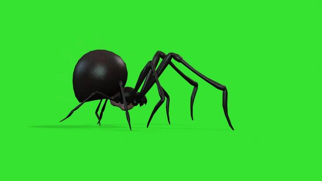 Left side view walking of black spider green screen or chroma key video clip motion