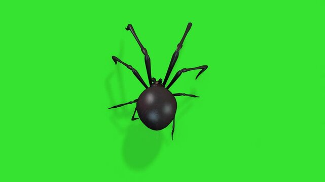 Black spider walking of wall green screen or chroma key video clip art animation