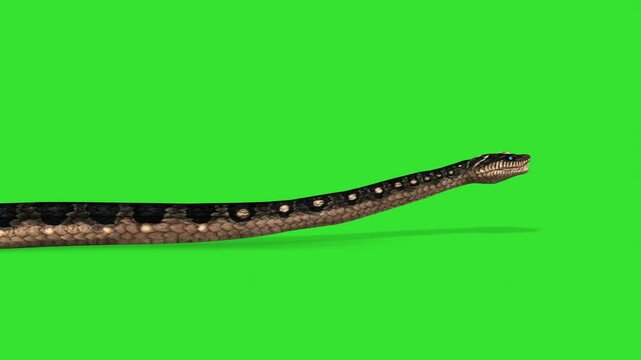 Moving big snake animal green screen or chroma key video clip art