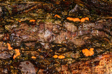 Nectria cinnabarina, red saprophytic fungus on the bark of an old tree, destroying dead wood