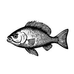 Obraz premium Detailed vector engraved illustration of a fresh fish showcasing intricate scales and fins