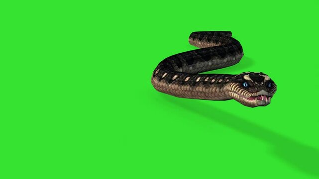 Front angle walking of snake green screen or chroma key video clip art motion