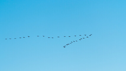 a flock of migratory birds in the sky