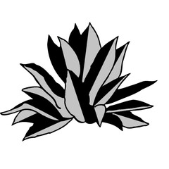agave illustration drawing cartoon health black silhouette