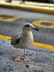Seagull on the street