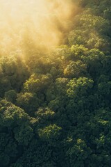 Obraz premium Aerial view of lush green forest with sunlight filtering through trees, nature landscape, peaceful outdoor scenery, eco-friendly environment wallpaper.