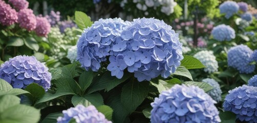Close-up of hydrangea flower with surrounding garden flowers and foliage ,  hydrangea,  garden blooms