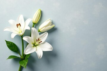 Naklejka premium White lily blooms on a soft grey background with subtle texture, grey, serene, delicate