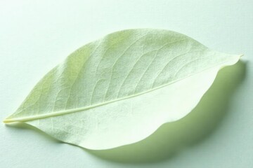 Obraz premium White magnolia leaf texture on a plain white surface, nature, green leaves