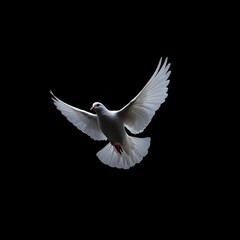 Majestic white dove in mid-flight against a dark background showcasing grace and beauty