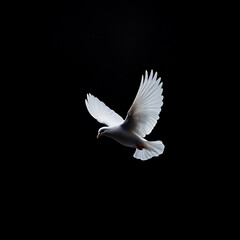 White dove gracefully soaring against a dark background showcasing freedom and tranquility