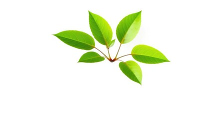 Obraz premium A single vibrant green plant, isolated on a pure white background, asset, green