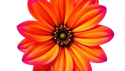 Fototapeta premium A vibrant single flower, petals perfectly formed, isolated against a pure white backdrop, stem, leaf