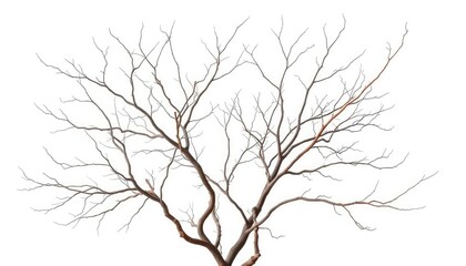 Bare, intricately branched tree limbs against a pure white backdrop, bough, monochrome