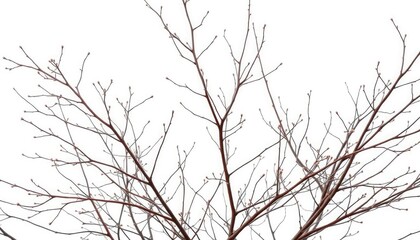 Obraz premium Delicate, bare branches isolated against a pure white backdrop, silhouette, element