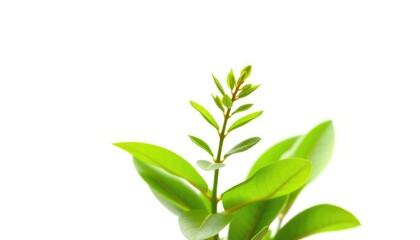 Fototapeta premium Single vibrant green plant, isolated on pure white background, healthy, environmental
