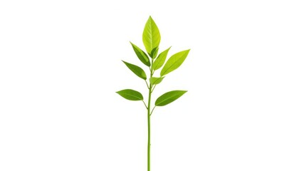 Fototapeta premium Single vibrant green plant, isolated on pure white background, visual, bloom