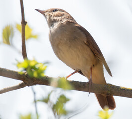 Nachtigall im Baum